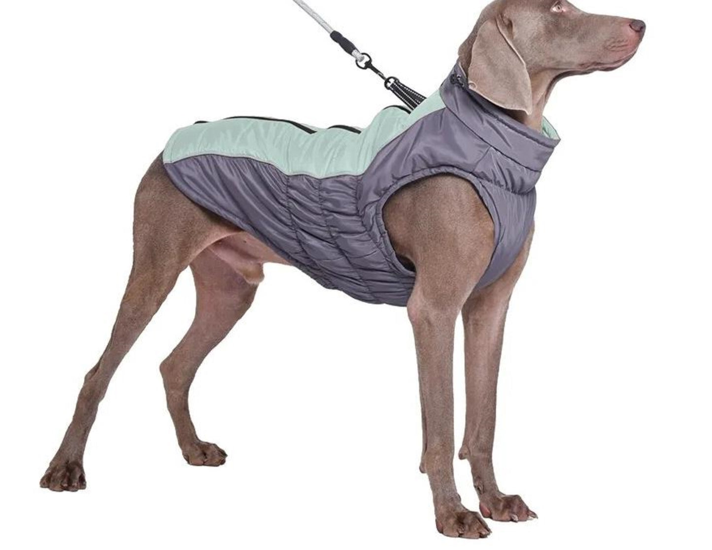 Warme Regen u Winter Hundemantel alle Rassen Grün- Grau