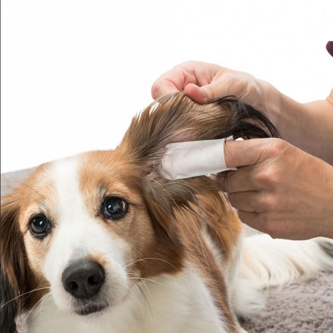 Trixie Ohrenpflege Hund/Katze/ Hase verschiedene Artikel